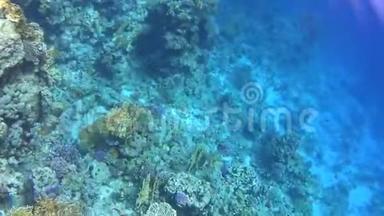 在红海潜水，令人印象深刻的珊瑚礁类型